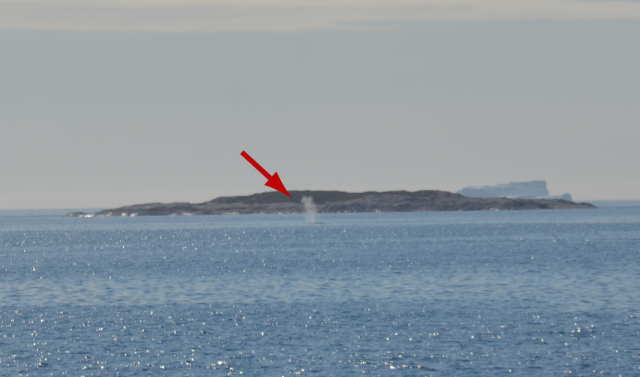 Whale spout (arrowed)