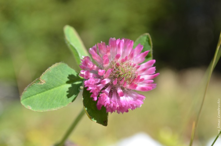 Flowers of invading red clover in South America